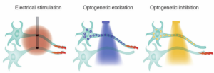 Representación esquemática de 2 células nerviosas en distintas fases de la estimulación optogenética, una en estado de optoexcitación y la otra en estado de optoinhibición