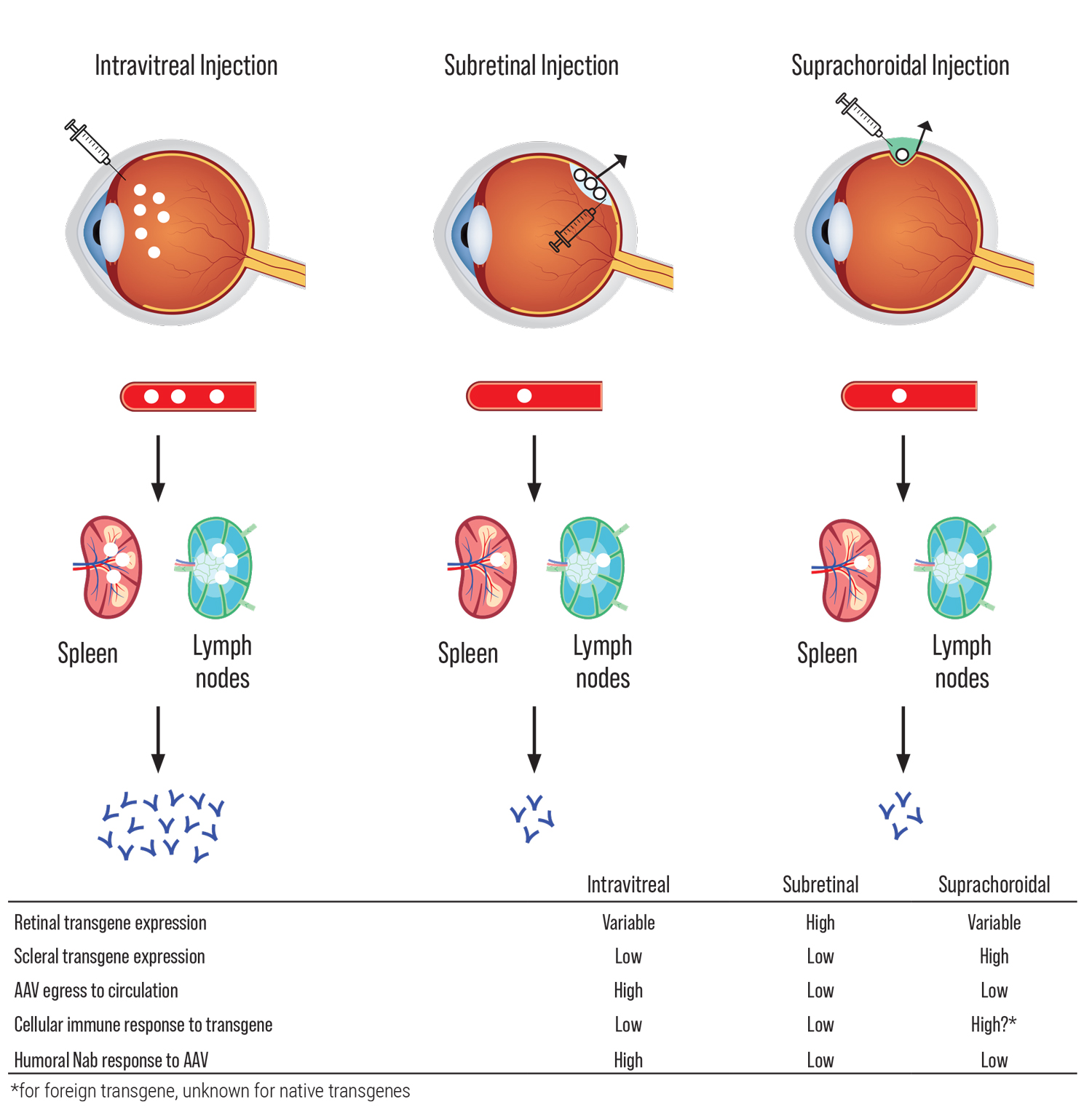 Comparación de tres métodos de administración de inyecciones para terapia génica ocular: inyección intravítrea, subretiniana y suprachoroidal. La imagen está dividida en tres columnas, cada una representando una técnica distinta: 1. Inyección intravítrea: La jeringa se introduce en el interior del globo ocular (el humor vítreo). Abajo se muestra cómo el tratamiento viaja a la sangre, el bazo y los ganglios linfáticos, con una alta respuesta inmunitaria de anticuerpos humorales (muchas flechas azules). 2. Inyección subretiniana: La jeringa se introduce debajo de la retina. El tratamiento alcanza el bazo y ganglios linfáticos, pero genera una menor respuesta inmunitaria (menos flechas azules). 3. Inyección suprachoroidal: La jeringa se introduce entre la esclerótica y la coroides (suprachoroidal). El trayecto y el destino son similares a la subretiniana, pero la expresión génica y la respuesta inmunitaria pueden variar.